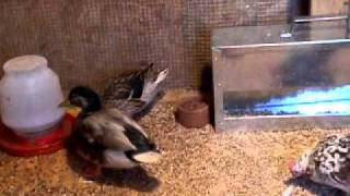 My Mini Farm Serama Bantams amp Call Ducks [upl. by Latoya]