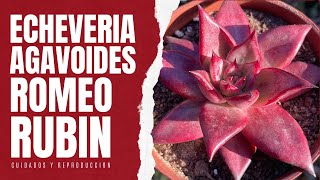 ECHEVERIA AGAVOIDES ROMEO RUBIN La suculenta rojo rubí [upl. by Nannek700]