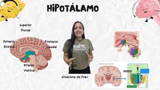 Tronco encefalico y estructra subcortical [upl. by Hsepid]