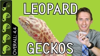 Leopard Gecko The Best Pet Reptile [upl. by Dwan791]