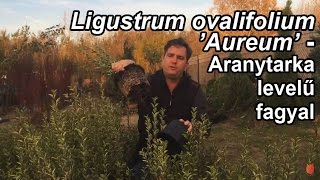 Ligustrum ovalifolium Aureum  Aranytarka levelű fagyal [upl. by Kramer]