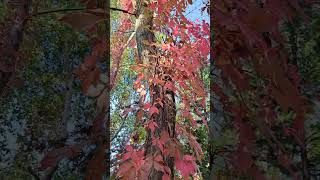 Parthenocissus quinquefolia  Climbed on Paulownia tomentosa [upl. by Ttevy]