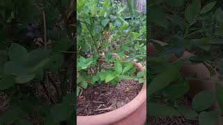 Grow Blueberries In Pots [upl. by Llener]