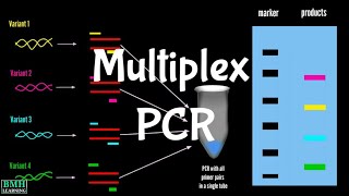 Multiplex PCR [upl. by Levitt]