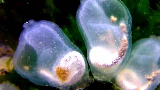 The Transparent Tunicate  Corella inflata [upl. by Nnyladnarb]