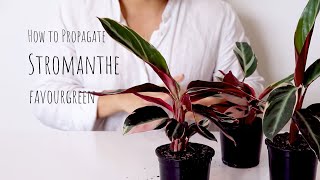 How to Propagate Stromanthe triostar  Stromanthe Propagation and Care Tips for stromanthe plant [upl. by Ahsinned]