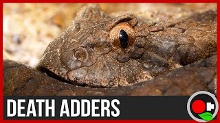 Death Adders in Australia The Science Explained [upl. by Arres275]