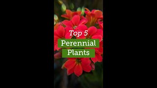 30 Amazing Perennials That Bloom All Summer [upl. by Orest]