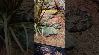 West African Gaboon Viper gaboonviper viper snake snakes animal animals [upl. by Chipman]