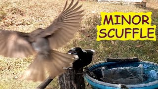 Attack on the birdbath lady magpie gets many feeds kangaroos visit Australian birds [upl. by Tereve]