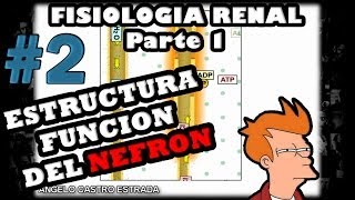 Video de Fisiologia  Fisiologia renal la nefrona y el riñon 2014 guyton [upl. by Azer]