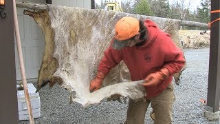 Athabascan Moosehide Tanning amp Sewing 14 of 23 Soaking Wringing and Scraping a Dried Moose Hide [upl. by Laemsi]