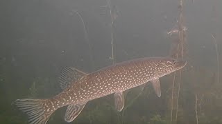 Ice Fishing Pike With Underwater Camera First Ice [upl. by Lowenstern]