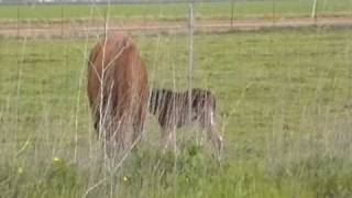 New Baby Horse Born amp Bonding in Natural Pasture  NO Imprinting  Rick Gore Horsemanship [upl. by Skipton]