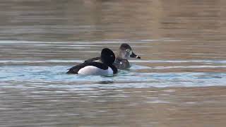 Ringnecked Duck [upl. by Figone]