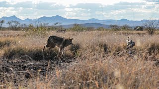 Sixteen Coyotes in One Day and The Best Coyote Hunt Captured on Film  The Last Stand S2E6 [upl. by Niatirb]