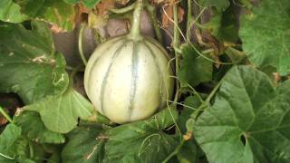 Garden Tip  Harvesting Charentais Melon [upl. by Whorton]