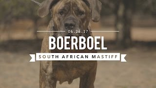 BOERBOEL A SOUTH AFRICAN MASTIFF TRAINED FOR CIVIL AGGRESSION [upl. by Anazus]