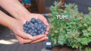 How To Grow Blueberries In A Pot [upl. by Fronia]