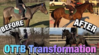 OTTB Transformation Retraining Two Racehorses [upl. by Rehotsirk]