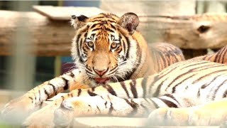 The Tiger new videos giraffe wildlife tiger wild animal  turtle neck kangaroo marsupial animals [upl. by Katusha]