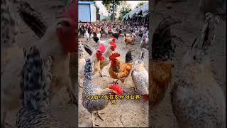 Egg farming to generate more Eggs shorts youtubeshorts trending viral [upl. by Horvitz]