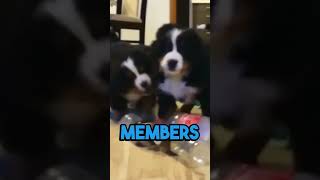 The Bernese Mountain Dog Pawsitively Fascinating Fun Dog Facts [upl. by Nicolais]