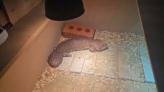 male shingleback skink [upl. by Wiggins]