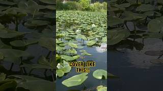 HOW TO Catch Bass EVERY TIME Fishing shorts fishing [upl. by Gypsie]