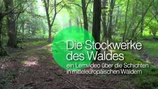 Die Stockwerke des Waldes  Einleitung [upl. by Shawn]