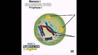 Grade 12 Life Sciences  Crossing over Prophase 1Meiosis 1 Official tutorial audio Hiphopversion [upl. by Nedearb]