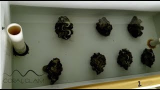 Giant clam hatchery  Spawning  Early life history of Tridacna crocea x Tridacna squamosa [upl. by Warden]