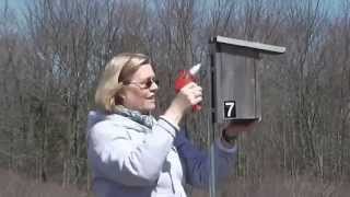 How To Easily Install a Bluebird Nest Box [upl. by Kissee555]