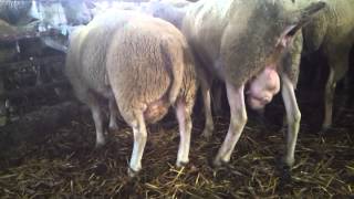 Texel sheep in monta cascine vernesi [upl. by Guttery]