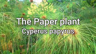 Paper plantCyperus papyrus How to grow and propagate and care tips [upl. by Fagin]