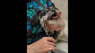 Trimming a difficult dogs face Senior ShihTzuYorkie clip from full video [upl. by Khajeh]