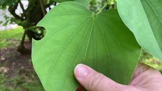 Bauhinia Variegata tree Orchid Tree [upl. by Retxab135]