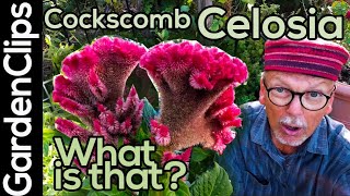 Celosia  Cockscomb  Roostercomb  Woolflower  unusual garden plants ideas  weird garden flowers [upl. by Tnias]