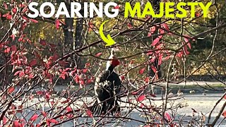 Why The Pileated Woodpecker Is The Most Majestic Bird [upl. by Jeffie]