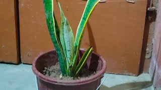 How to propagate snake plant ☘️🌵 [upl. by Ycnalc]