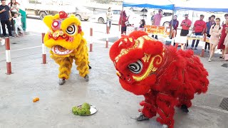 舞龙麒狮 2024 CNY Spectacular Sabah Wing Chun Lion Dance Extravaganza Petronas Kota Kinabalu Sabah [upl. by Annaigroeg910]