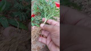 How to Grow Marigold Plants from Cuttings at Home [upl. by Mildred]