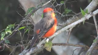 Male Vermilion Flycatcher [upl. by Ahsemak190]