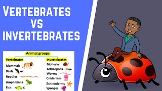 Vertebrates vs Invertebrates Video [upl. by Gun]