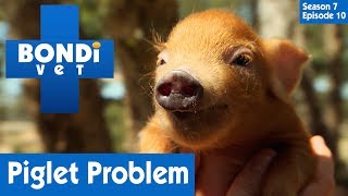 Piglet Born With One Trotter 🐷  Bondi Vet Season 7 Ep 9  Bondi Vet Full Episodes [upl. by Ssitnerp]