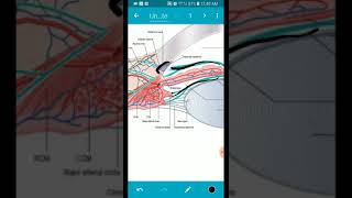 How muscarinic agonist help in glaucoma [upl. by Aneram]