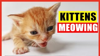 Kittens Meowing High Quality Kitten Meowing Sounds to Find Your Cat Cute Kittens Meowing Loudly [upl. by Erme]