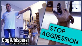 How To Deal With An Aggressive Dog  Dog Whisperer With Cesar Millan [upl. by Ainalem768]