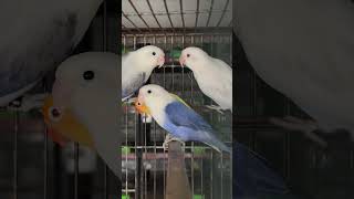 Violet Opaline amp Violet Euwing Opaline Lovebirds 💙💙💙 birds parrot pets [upl. by Tegdirb]