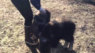 Musk ox babies [upl. by Eldreda]